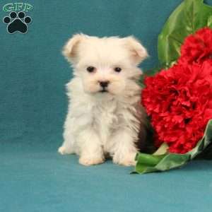 Anabella, Maltese Puppy